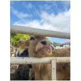 日記画像