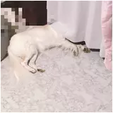 日記画像
