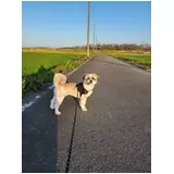 日記画像