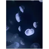 日記画像