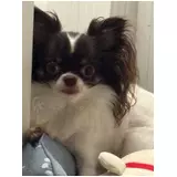 日記画像