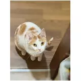 日記画像