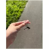 日記画像