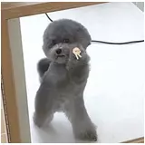 日記画像