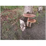 日記画像