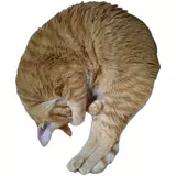 日記画像
