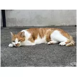 日記画像
