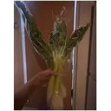 日記画像
