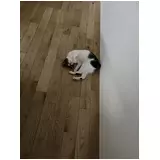 日記画像