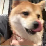 日記画像