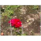 日記画像