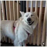 日記画像