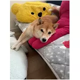 日記画像