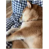 日記画像