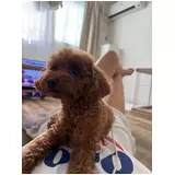 日記画像