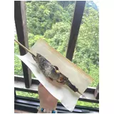 日記画像