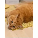 日記画像