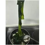 日記画像