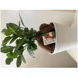 日記画像