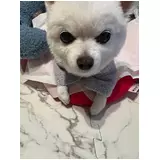 日記画像