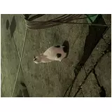 日記画像
