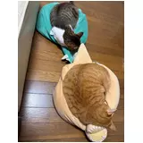 日記画像