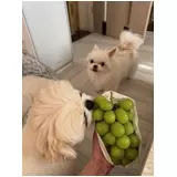 日記画像