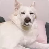 日記画像