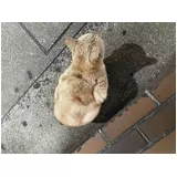 日記画像