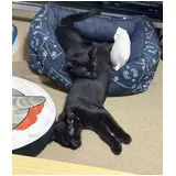 日記画像