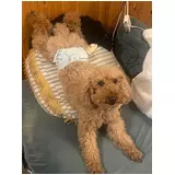 日記画像