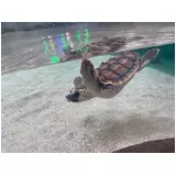 日記画像