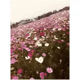 日記画像