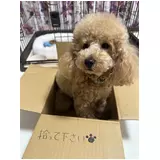 日記画像