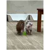 日記画像