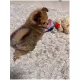 日記画像