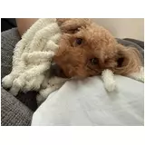 日記画像