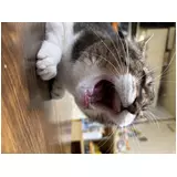 日記画像