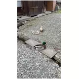 日記画像