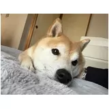 日記画像
