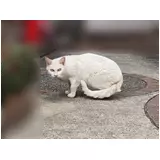 日記画像