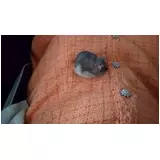 日記画像