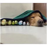 日記画像