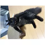 日記画像