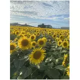 日記画像