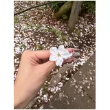 日記画像