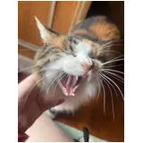 日記画像