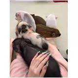 日記画像