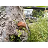 日記画像