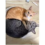 日記画像